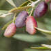 picual oliven sort køb olivenolie