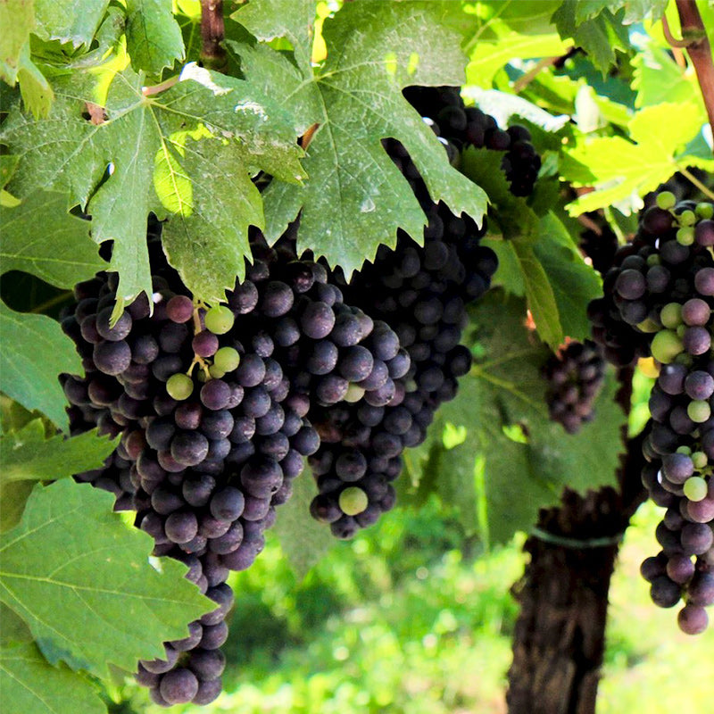 Mizzon - Amarone, 75 cl